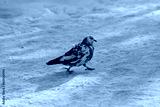 preview cold