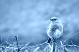 preview cold