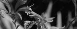 preview bw