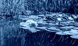 preview cold