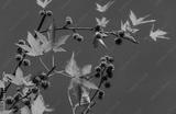 preview bw
