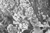 preview bw