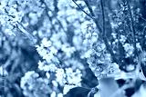 preview cold