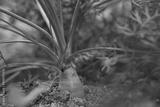 preview bw