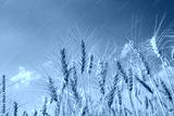 preview cold