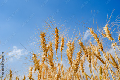 image to crop