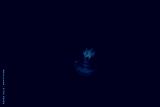 preview cold
