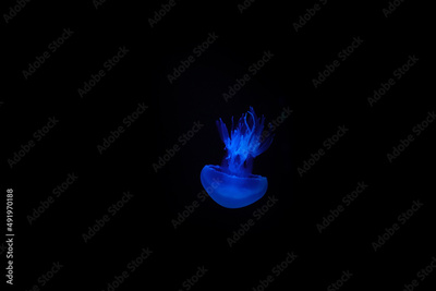 image to crop