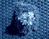 preview cold