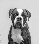 preview bw