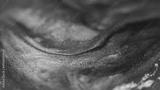 preview bw