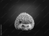 preview bw