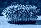 preview cold