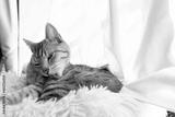 preview bw