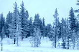 preview cold