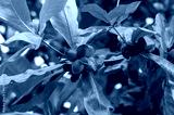 preview cold