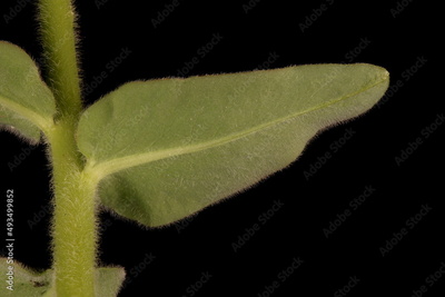 image to crop