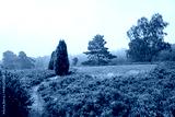 preview cold