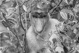 preview bw