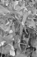 preview bw