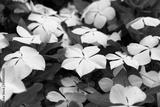 preview bw