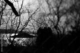 preview bw