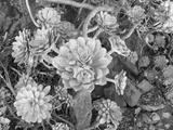 preview bw