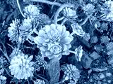 preview cold