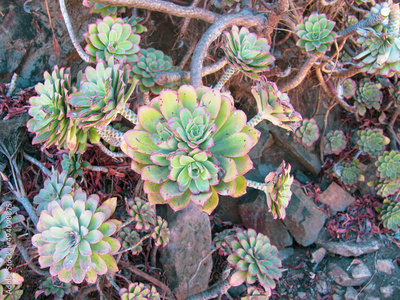 image to crop