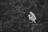 preview bw