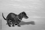 preview bw