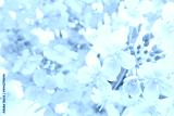 preview cold