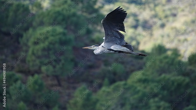 image to crop