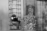 preview bw