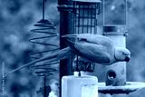 preview cold
