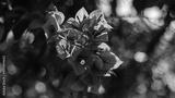 preview bw