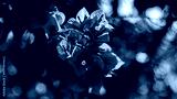 preview cold