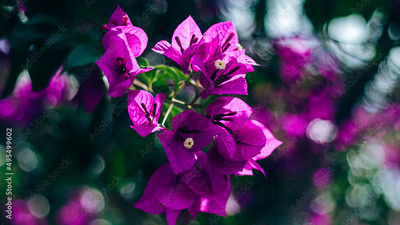 image to crop