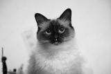 preview bw