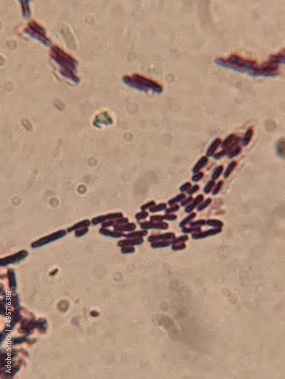 image to crop