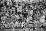 preview bw