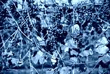 preview cold