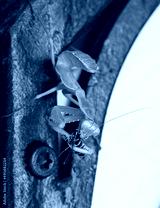 preview cold
