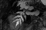 preview bw