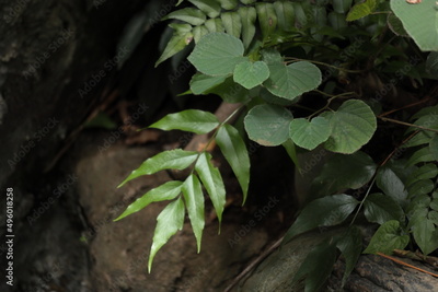 image to crop