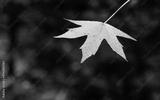 preview bw