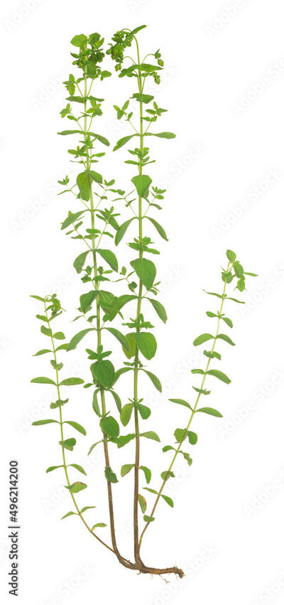 image to crop