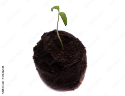 image to crop