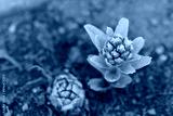 preview cold