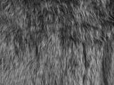preview bw